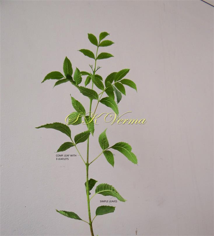   Leafy shoot with simple leaves and leaves with 3 leaflets at base